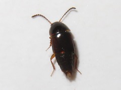 Tachinus corticinus
