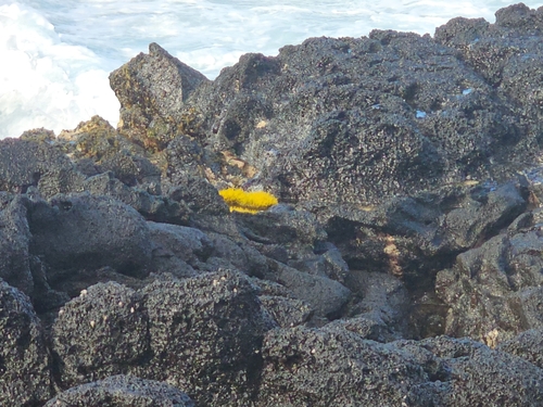 Ahnfeltiopsis observed 2026-05-13