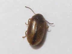 Contacyphon laevipennis