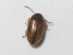 Contacyphon laevipennis