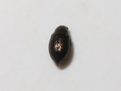 Chaetocnema hortensis