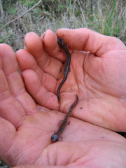 Batrachoseps pacificus