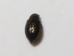 Chaetocnema hortensis