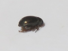 Chaetocnema hortensis