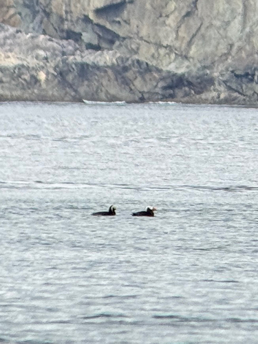 Tufted Puffin (Fratercula cirrhata), photo 4