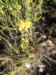Alectra sessiliflora sessiliflora