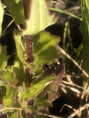 Alectra sessiliflora sessiliflora