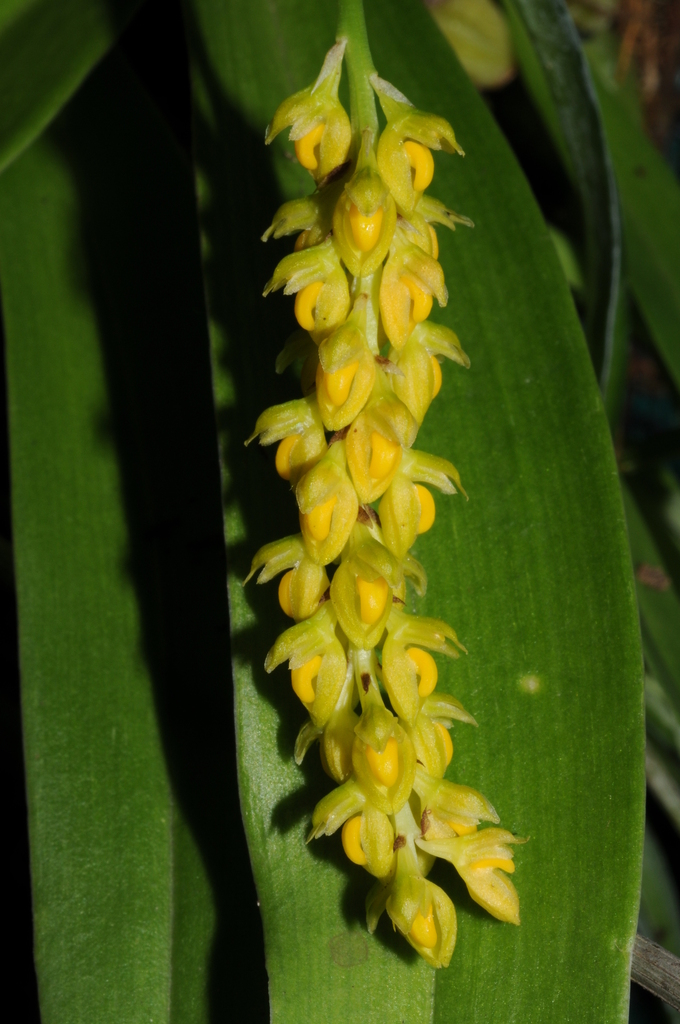 Bulbophyllum cariniflorum (Bulbophyllum cariniflorum)