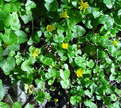 Ficaria verna bulbilifera