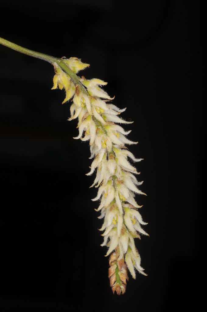 Bulbophyllum hirtum (Sm.) Lindl. 3