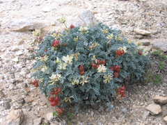 Astragalus miguelensis