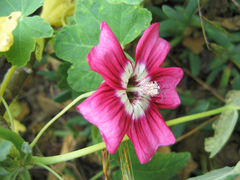 Malva assurgentiflora