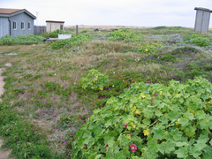 Malva assurgentiflora