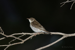 Ramsayornis modestus