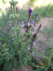 Salvia viridis