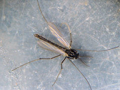 Micropsectra lindrothi