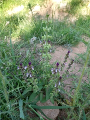 Salvia viridis