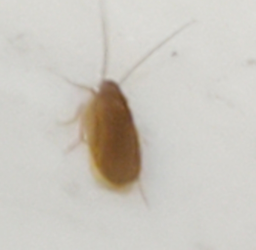 Schwarz's Hooded Cockroach photo 6