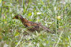 Turnix maculosus
