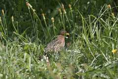 Turnix maculosus