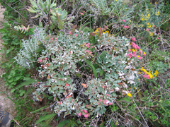 Eriogonum grande rubescens