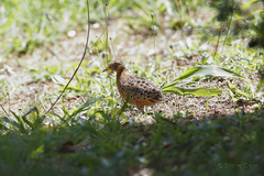 Turnix maculosus