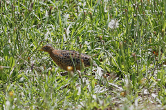 Turnix maculosus