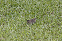 Turnix maculosus