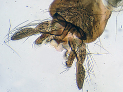 Micropsectra lindrothi