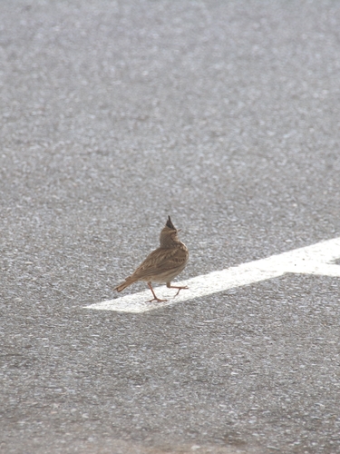 Crested Lark