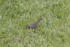 Turnix maculosus