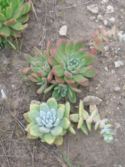 Dudleya greenei