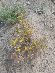 Senecio glaucus