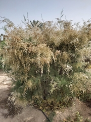 Tamarix aucheriana