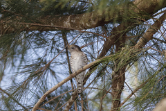 Chrysococcyx minutillus