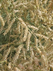Tamarix aucheriana