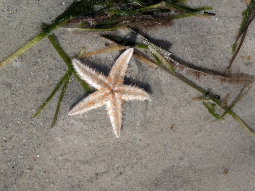 Astropecten vappa observed 2026-05-15