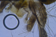 Micropsectra lindrothi