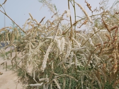 Tamarix aucheriana