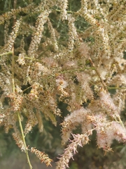 Tamarix aucheriana