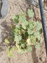 Malva parviflora