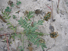 Astragalus didymocarpus didymocarpus