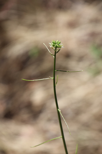 Streptanthus lasiophyllus observed 2026-05-14