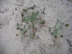 Astragalus didymocarpus didymocarpus