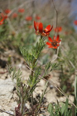 Adonis flammea