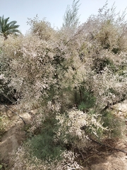 Tamarix aucheriana