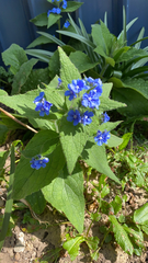 Pentaglottis sempervirens