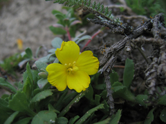 Camissoniopsis cheiranthifolia cheiranthifolia