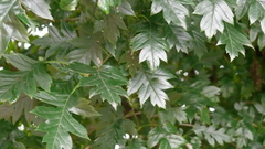 Crataegus pinnatifida