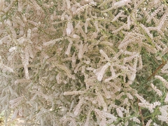Tamarix aucheriana